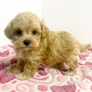 Maltipoo Puppy Hero