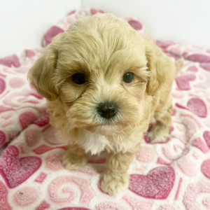 Maltipoo Puppy Hero