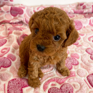 Cavapoo Puppy Pepper