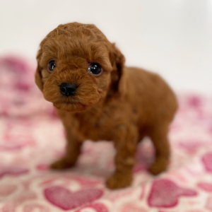 Cavapoo Puppy Pepper