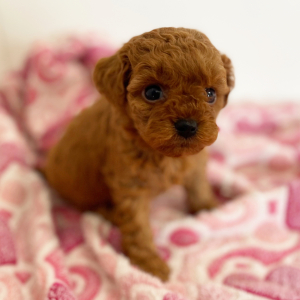Cavapoo Puppy Pepper