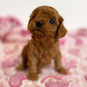 Cavapoo Puppy Pepper