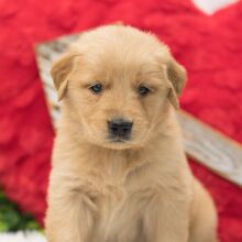 Golden Retriever Puppy Teddy