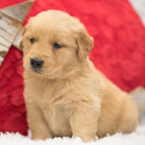 Golden Retriever Puppy Teddy