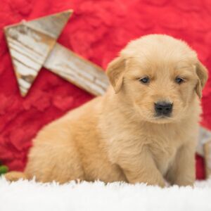 Golden Retriever Puppy Teddy