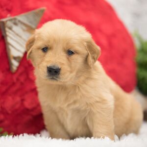 Golden Retriever Puppy Teddy