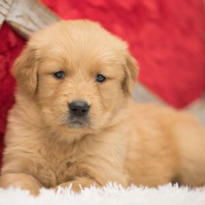 Golden Retriever Puppy Tilly