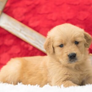 Golden Retriever Puppy Tilly