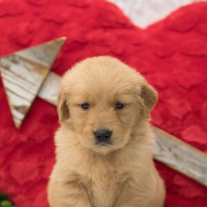 Golden Retriever Puppy Tilly