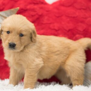 Golden Retriever Puppy Tilly
