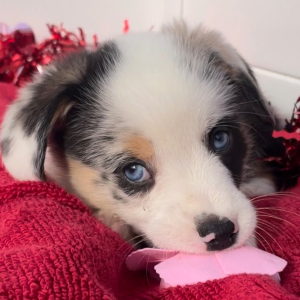 Pembroke Welsh Corgi Puppy Axel