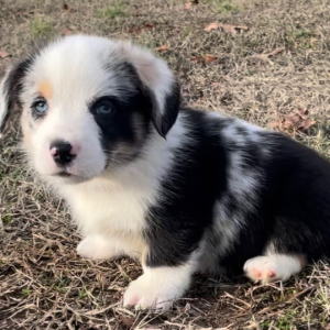 Pembroke Welsh Corgi Puppy Axel
