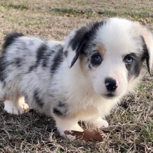 Pembroke Welsh Corgi Puppy Axel