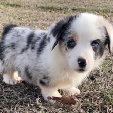 Pembroke Welsh Corgi Puppy Axel