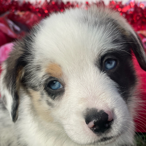 Pembroke Welsh Corgi Puppy Axel
