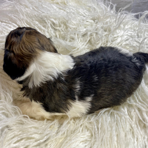 Cockapoo Puppy Hari