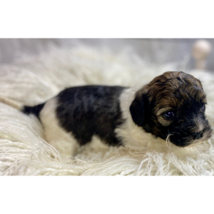 Cockapoo Puppy Hari