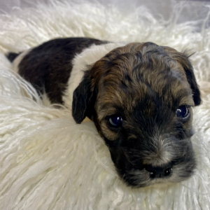 Cockapoo Puppy Hari