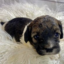 Cockapoo Puppy Hari