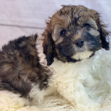 Cockapoo Puppy Hari