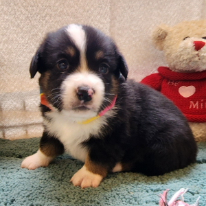 Auggie Puppy Tonker