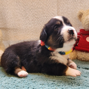 Auggie Puppy Tonker
