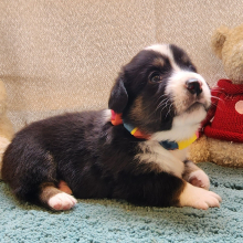 Auggie Puppy Tonker