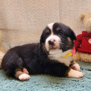 Auggie Puppy Tonker