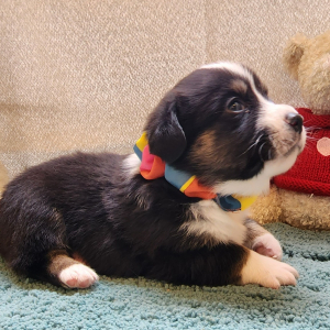 Auggie Puppy Tonker