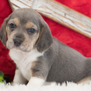 Beagle Puppy Sadie