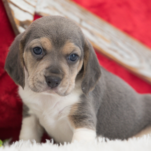 Beagle Puppy Sadie