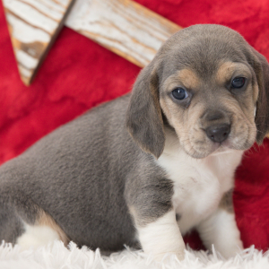Beagle Puppy Sadie