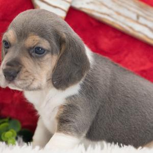 Beagle Puppy Sadie