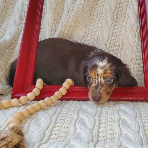 Dachshund Puppy Dahlia