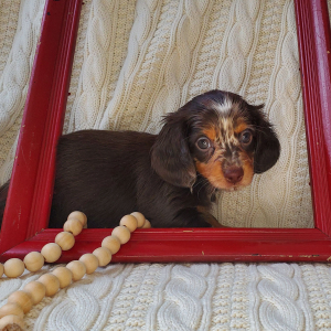Dachshund Puppy Dahlia