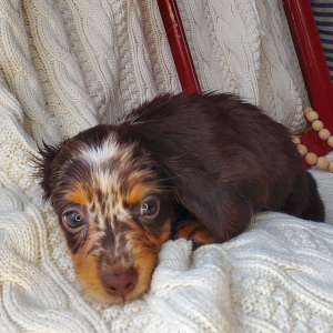 Dachshund Puppy Dahlia