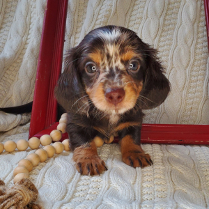 Dachshund Puppy Dahlia