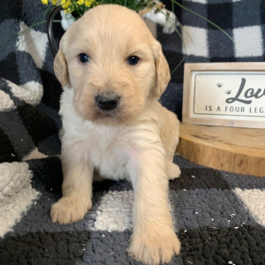 Double Doodle Puppy Zac