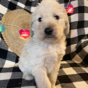 Double Doodle Puppy Zac