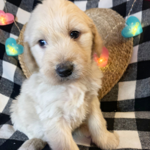 Double Doodle Puppy Zac