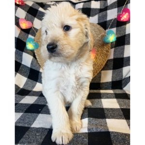 Double Doodle Puppy Zac