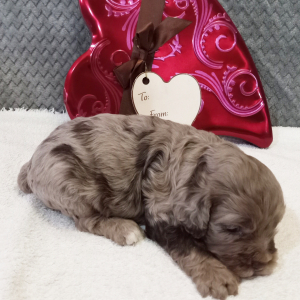 Cockapoo Puppy Gracie