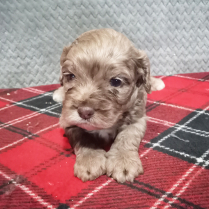 Cockapoo Puppy Gracie
