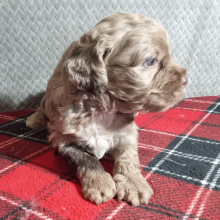 Cockapoo Puppy Gracie