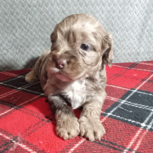 Cockapoo Puppy Gracie