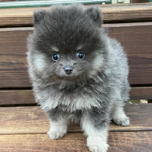 Pomeranian Puppy Crawford