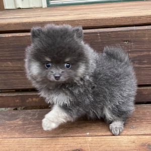 Pomeranian Puppy Crawford
