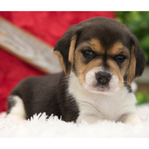Beagle Puppy George