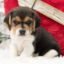 Beagle Puppy George