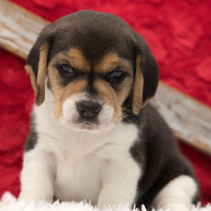 Beagle Puppy George